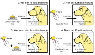 Pawlowscher Hund - Bildquelle: Wikipedia / MagentaGreen; Namensnennung – Weitergabe unter gleichen Bedingungen 3.0 nicht portiert