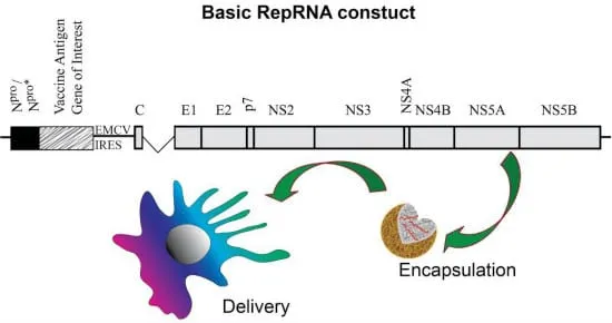 Basic RepRNA construct - Bildquelle: https://www.mdpi.com/2076-393X/2/4/735