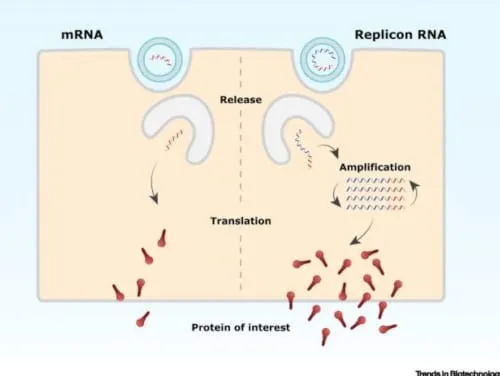 Replicon RNA - Bildquelle: Corbett Report